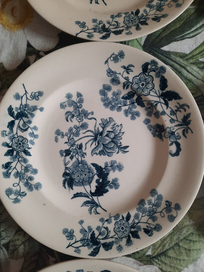 Lot de 6 assiettes plates – modèle YCHO