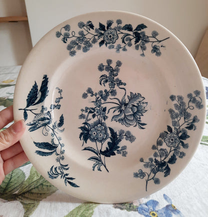 Lot de 6 assiettes plates – modèle YCHO